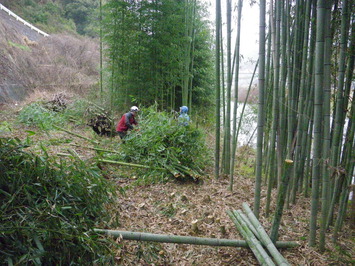 伐採中の写真その１です