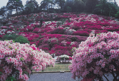 三隅公園のつつじの写真です