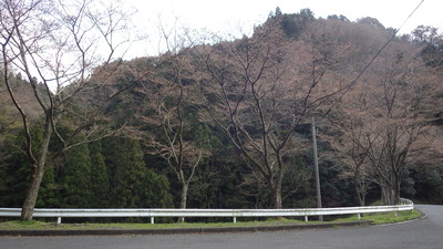 桜の小路の標本木の写真です