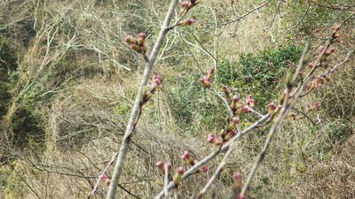 桜の小路の蕾の写真です