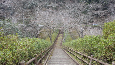 桜の広場の写真です