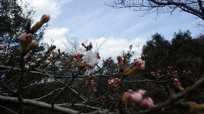 桜の花の写真です