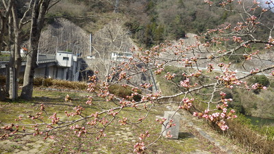 御部ダム南広場の桜の写真です