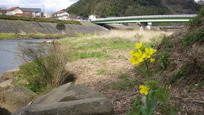 川端の菜の花と三隅川の写真です。