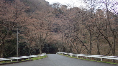 つぼみが膨らんだ桜が並ぶ桜の小路の写真です。