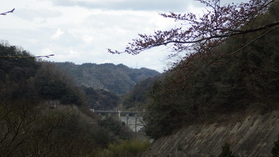 御部ダムをバックにした桜の小路の桜の写真です。