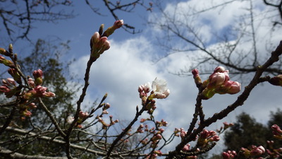 数輪開花した桜の広場桜の木の写真です。