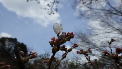 一輪開花した御部ダム南広場の桜の写真です。