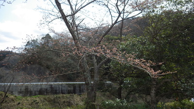 御部ダム南広場の桜の写真です。