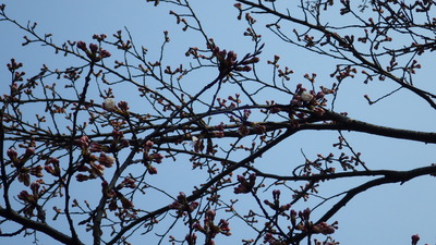 開花した御部大橋北広場のさくらの花の写真です。