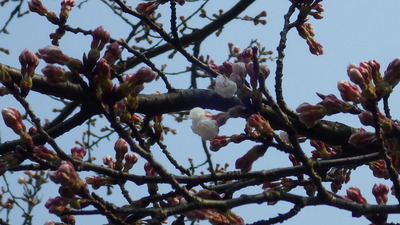 開花した御部大橋北広場の桜の花の写真その２です。