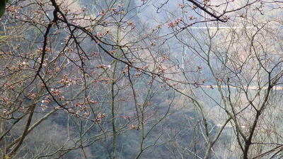 開花した御部大橋南広場の桜とみやび湖面の写真です。