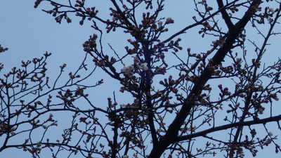 開花した出会いの広場の桜の花の写真です。