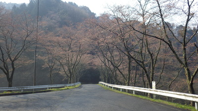 開花し始めた桜の小路の桜のトンネルの写真です。