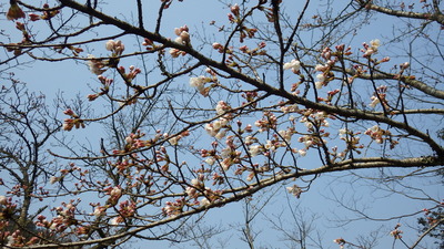 開花した桜の広場の桜の花の写真その１です。