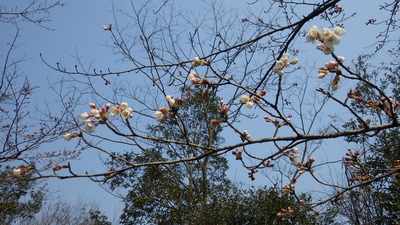 開花した桜の広場の桜の花の写真その２です。