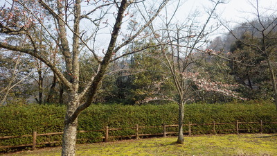 開花した桜の広場の桜の木の写真です。