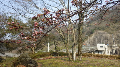 開花した御部ダム南広場の桜の花の写真です。