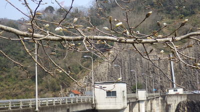 ようやく開いた御部ダム南広場のコブシの花の写真です。