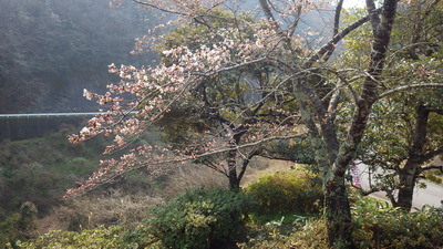 開花した御部ダム南広場の桜の木の写真です。