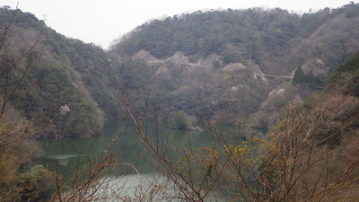 みやび湖の山桜の写真その１です