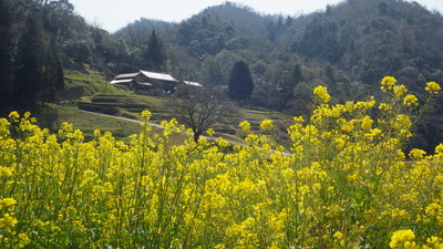 井川の一本桜の写真です