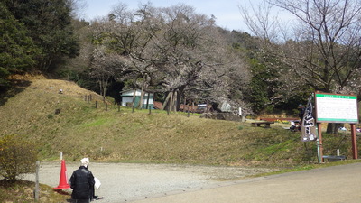 大平桜の写真その１です