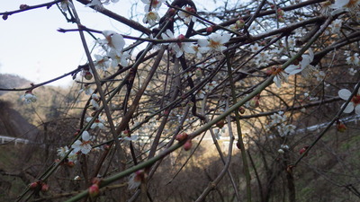 御部ダム左岸側に植えている梅の木の写真その2です。