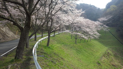 桜の小路の満開の桜並木の写真です。