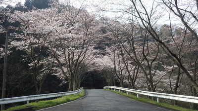 桜の小路の満開の「さくらのトンネル」の写真です。