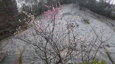 梅の花の写真です