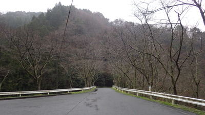 桜の小路の写真です