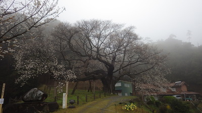 大平桜の写真その１です