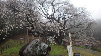 大平桜の写真その2です