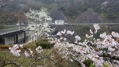 桜の写真その２です