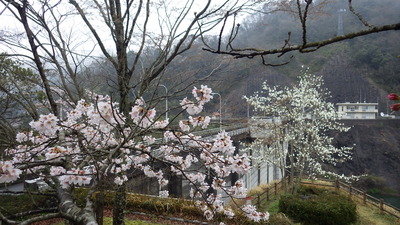 桜の写真その１です