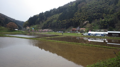 井川の一本桜と祭りの写真です