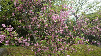 かいどうの花の写真その１です