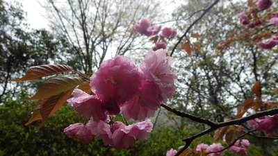 ももの花の写真です