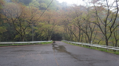 桜の小路の写真です