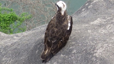 とりの写真その２です
