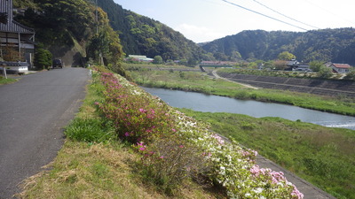 つつじの花の写真です