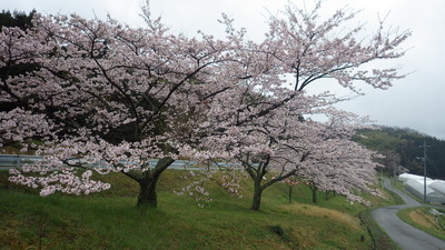 野坂桜の写真その２です