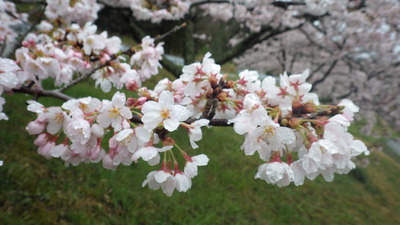 野坂桜の写真その３です