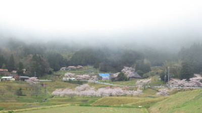 野坂桜の写真その１です