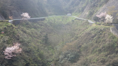 山桜の写真です