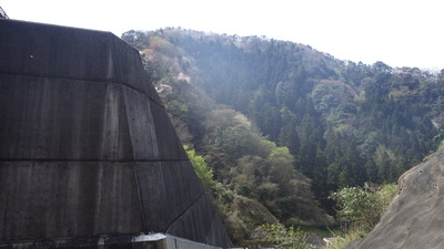 山桜の写真その２です