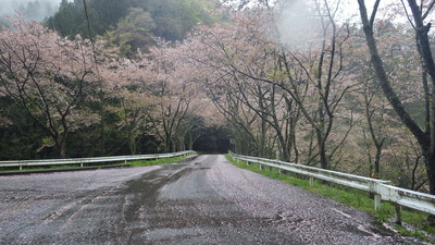 桜の小路の写真です