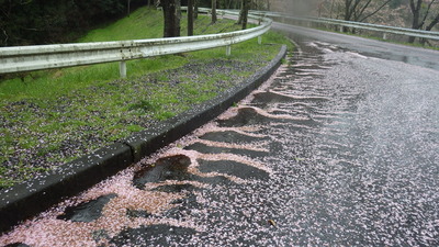 散った花びらの写真です