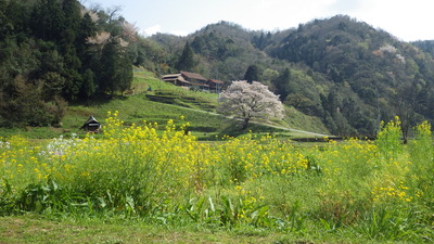 井川の一本桜の写真その１です